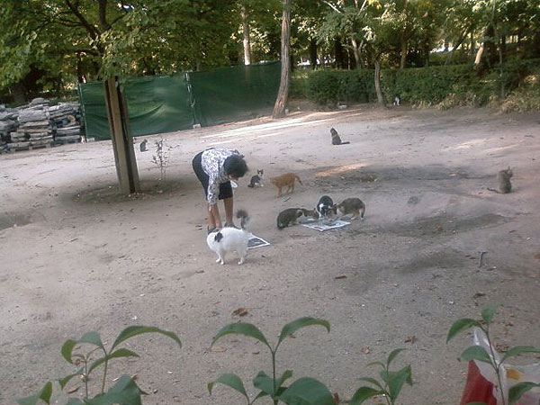 Gatos_Retiro_2