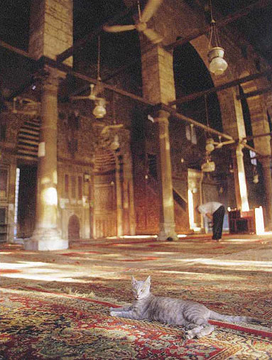 Gato en la mezquita de al-Mu'ayyad