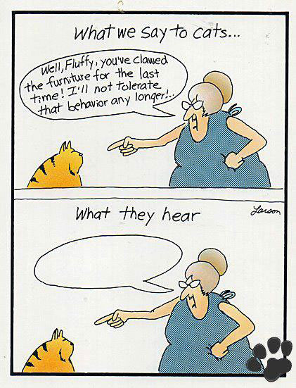 LO QUE DECIMOS AL GATO Fluffy, es la última vez que arañas el sofá, no pienso tolerarlo más. 