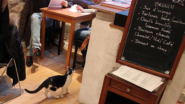 Le Café des chats (París)