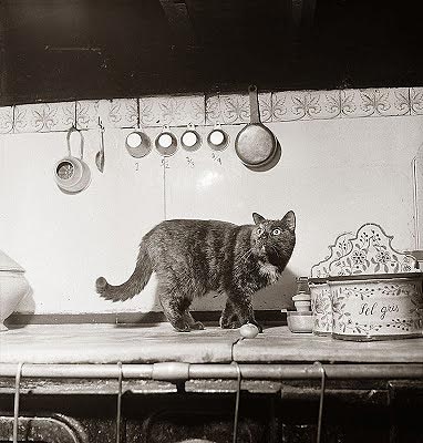 Minette (por Paul Child)