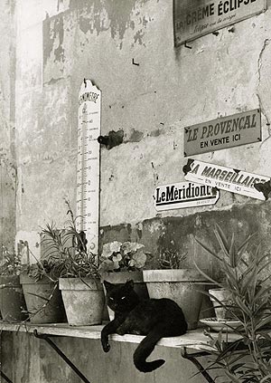 Gato provenzal