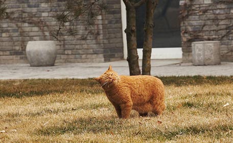 Garfield (por Matt Robinson)