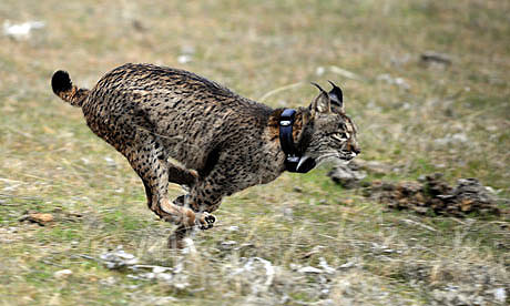 Un lince con collar