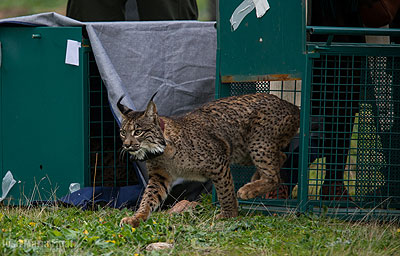 Reintroducción de un lince ibérico en los montes de Toledo