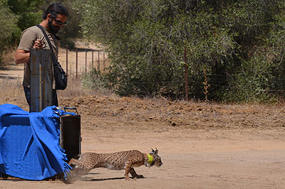 Suelta de un lince en Aznalcázar (Sevilla)