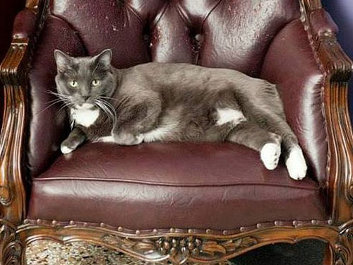 Oreo en butaca arañada