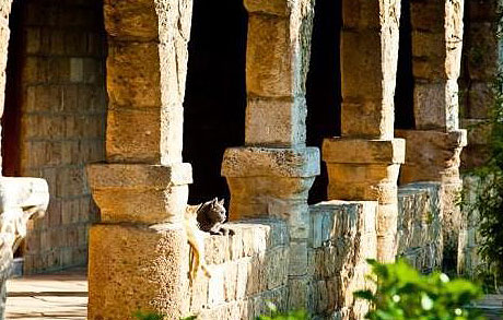 Gato en el claustro de San Nicolás