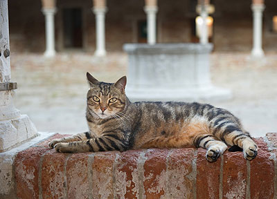 Albicocco en todo su esplendor