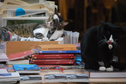 Gatos de la librería Acqua Alta