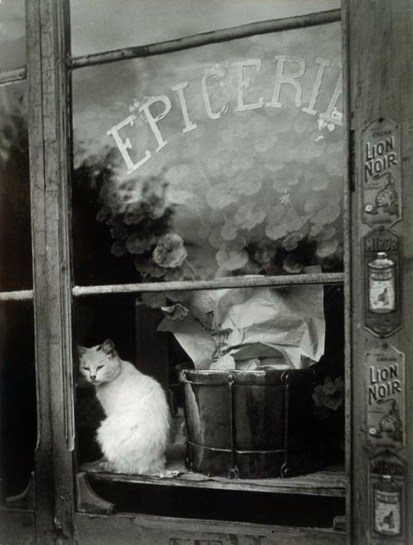 Gata en escaparate - 1939