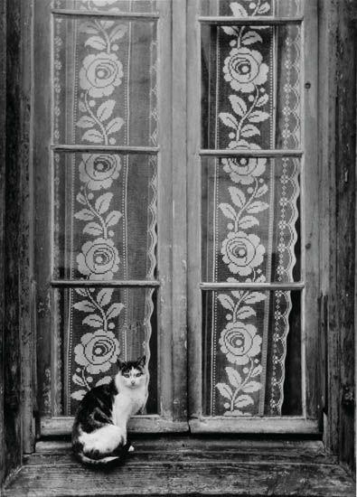 Gato en ventana - 1953
