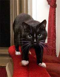 Boy Cat, el descarado (Albery Theatre)