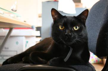 Pluto, el magnífico (Battersea Arts Centre)