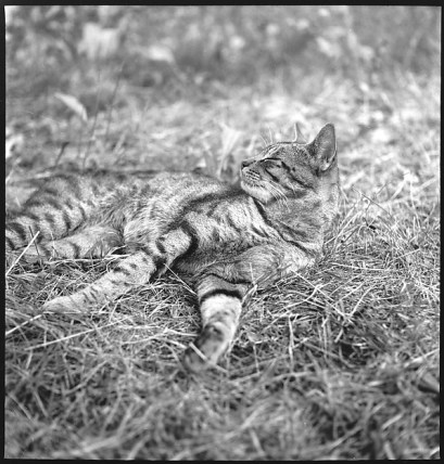 Siete retrato de chico y gato
