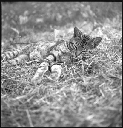 tumblr_ll1o3uzS4S1qc5chro1_500