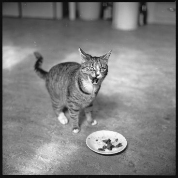 walker-evans-cat-04