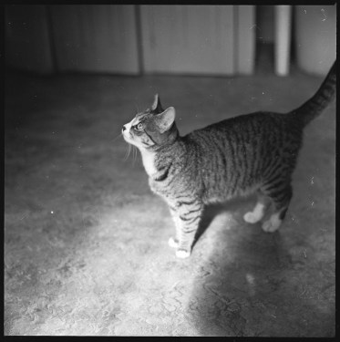 walker-evans-cat-06