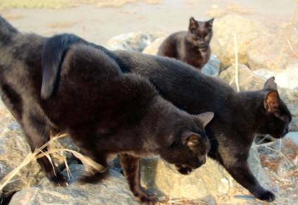 12322520_1062195250492596_7434110717257528671_o