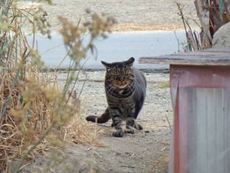 12487261_1077447348967386_917484885778653862_o