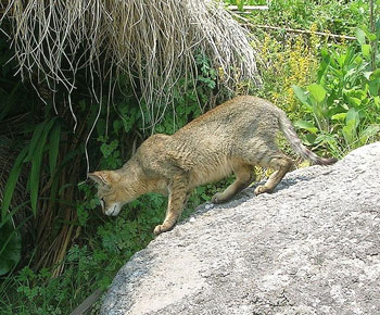 Fotografía L. Shyamal