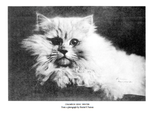 El campeón King Winters, de El tigre