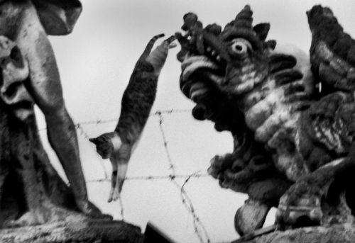 Villa Palagonia Bagheria (Sicilia 1972)