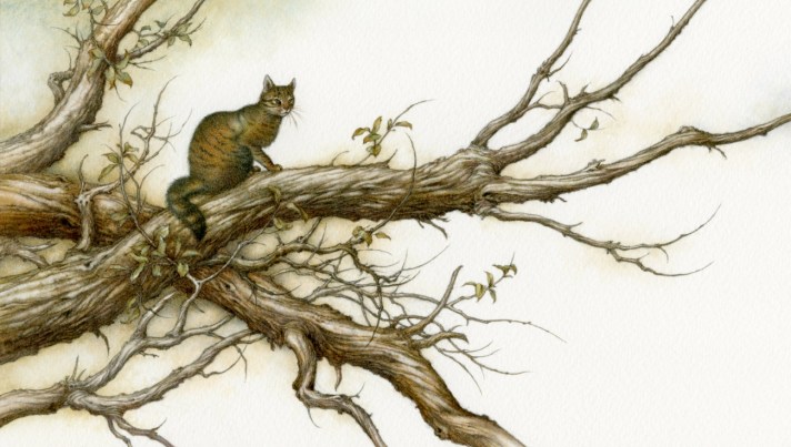 Ilustración de Niroot Puttapipat