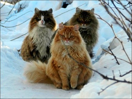 Tres gatos siberianos de Alla Lebedeva