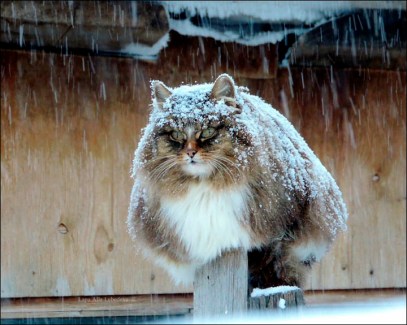 Un gato nevado de Alla Lebedeva